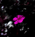 Pink flower and water drops