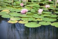 pink flower water lily between leaves in a Japanese pond Royalty Free Stock Photo