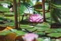 pink flower water lily between leaves in a Japanese pond Royalty Free Stock Photo