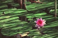 pink flower water lily between leaves in a Japanese pond Royalty Free Stock Photo