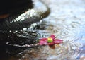 Pink flower and water splash in fountain. Royalty Free Stock Photo