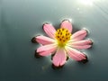 A pink flower on water Royalty Free Stock Photo