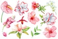 Pink flower. Watercolor hand painted set tropical flowers isolated on white background. Floral botanical illustration Royalty Free Stock Photo