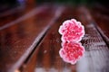 Pink flower on the wet floor. Royalty Free Stock Photo