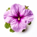 Eye-catching Purple Flower On White Background