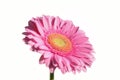 Pink Flower on White Background