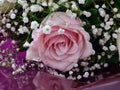 Pink flower and white buds arrangement