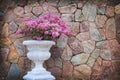 Pink flower in white flowerpot with stone wall background