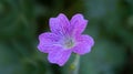 Pink flower of the wild perennial plant Geranium endressii Royalty Free Stock Photo