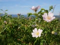 Pink Flower. Pink wild rose or dogrose flowers with leafs on blue sky background. Royalty Free Stock Photo