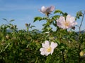 Pink Flower. Pink wild rose or dogrose flowers with leafs on blue sky background. Royalty Free Stock Photo