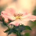 Pink flower of wild rose Royalty Free Stock Photo