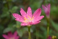 Pink flower in the winter morning macro photography flower