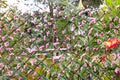 Pink flower on a wooden lattice