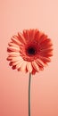 Minimalist Gerbera Flower Mobile Wallpaper In Cinema4d Style Royalty Free Stock Photo