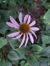 Pink Flower (Echinacea Purpurea? ) with a background of green leaves Royalty Free Stock Photo