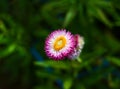 Pink flower of Xerochrysum bracteatum, commonly known as the golden everlasting or strawflower Royalty Free Stock Photo