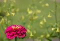 A pink flower with yellow anthems