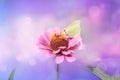 Pink flower with yellow butterfly on a bright purple fairy background. Flower zinnia Asteraceae. Bokeh effect. Delicate summer c Royalty Free Stock Photo