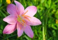 Pink flower with yellow carpel