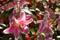 A pink flower with a yellow center flower