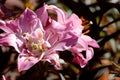 A pink flower with a yellow center flower