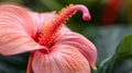 Pink flower, yellow stamen, green leaf