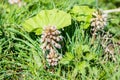 Pink flower and young leaf of common butterbur Petasites hybridus near a river Royalty Free Stock Photo