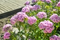 Flowerbed dianthus barbatus. Pink summer flowers