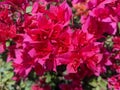 Pink flowerBougainvillea glabra, the lesser bougainvillea or paperflower,