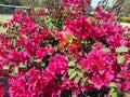 Pink flowerBougainvillea glabra, the lesser bougainvillea or paperflower,