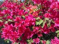 Pink flowerBougainvillea glabra, the lesser bougainvillea or paperflower,