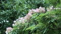 Pink-flowered Albizia lencorana (silk flower, silk acacia, silk tree). An ornamental plant in the streets