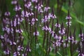 Pink flowered blue Vervain Royalty Free Stock Photo