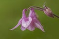 Pink- flowered common columbine, Aquilegia vulgaris