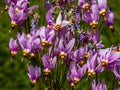 Pink-flowered flowers of Primula meadia, the shooting star or eastern shooting star Dodecatheon meadia flowering in the garden