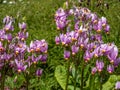 Pink-flowered flowers of Primula meadia, the shooting star or eastern shooting star Dodecatheon meadia flowering in the garden