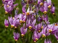 Pink-flowered flowers of Primula meadia or eastern shooting star (Dodecatheon meadia) flowering in the garden