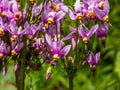 Pink-flowered flowers of Primula meadia, the shooting star or eastern shooting star (Dodecatheon meadia) flowering