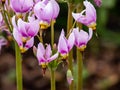 Pink-flowered flowers of Primula meadia, the shooting star or eastern shooting star Dodecatheon meadia flowering in the garden