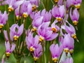 Pink-flowered flowers of Primula meadia or eastern shooting star (Dodecatheon meadia) flowering