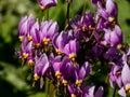 Pink-flowered flowers of Primula meadia, the shooting star or eastern shooting star Dodecatheon meadia