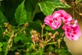 Pink flowered garden climbing plants