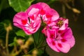 Pink flowered garden climbing plants