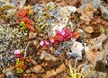 Tiny pink-flowered plant growing on rocks Royalty Free Stock Photo