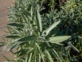 Pink flowered sage (Salvia officinalis) Rosea growing in the garden. Sage leaves. Variety is very similar to the regul