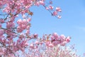 A pink flowered tree with a blue sky in the background, sakura in Berlin, Germany.