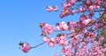 A pink flowered tree with a blue sky in the background, sakura in Berlin, Germany. Royalty Free Stock Photo