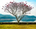 Pink flowered tree with grass and lake