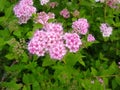 Spiraea japonica `Little Princess` Royalty Free Stock Photo